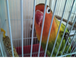Parrots here