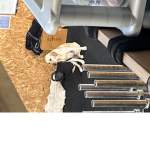 JGomersall