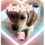 Puppy’s are soo cute