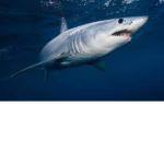 The Shork Freens