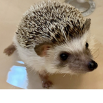 MooniHedgeogMoon