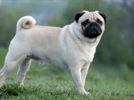 PUG NATION!!!!!