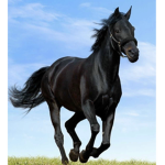Dream Horse stables
