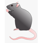 Kingdom of rats and rats