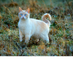 Animals Forever!