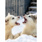 Wolf fox