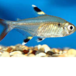 FISHY FISH KINGDOM