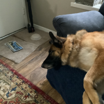 THE MIGHTY GERMAN SHEPHERDS