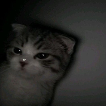 ᴊᴜsᴛ ᴀ sɪʟʟʏ ᴋɪᴛᴛᴇɴ †