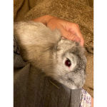 John if you love rabbits