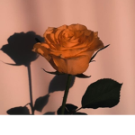 ¿rose?