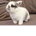 MyBunnFriendsGRP