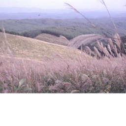 aureal