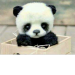 Peachy pandaz