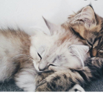 Kitty cat gang ;]