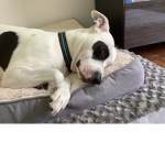 Dog in best
