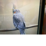 TheGentleBirbs