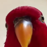 A Red Bird meme