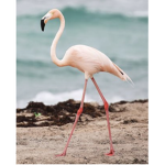 FLAMINGO ARMY (OFFICIAL FAN GROUP)