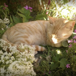 ⁕ ~ floral pavilions : [ wcue ]