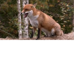 House Sixmp Patrol