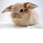 Bunnies~