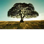 Table Tree