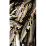Heckerfisk heckermonki