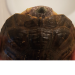 TurtlePeopleTP