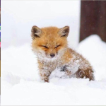 Foxy friends only