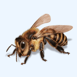 Rude Bee
