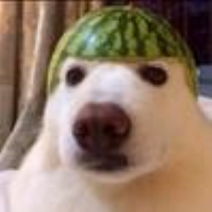 dog with a watermelon helmet Roblox decal