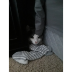 My kitty is so cute