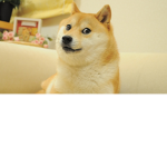 paky cute pets