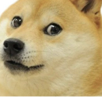 The doges group.