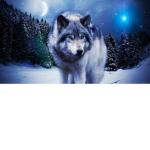 solar wolf fan group