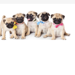 Puppies get United