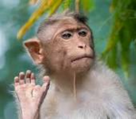 lilys monkey group