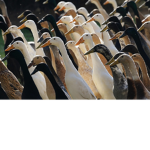 THE TRUE DUCKY ARMY