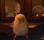 the shape birds