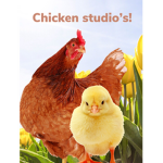 Chicken studio’s!