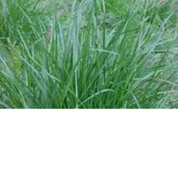 Touch grass simulator