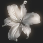 aureika