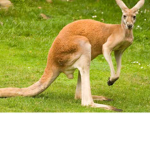 Axsolotl kangaroo