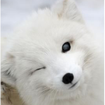 Arctic Legendz