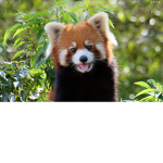 RED PANDAS ARE CUTE