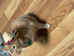 Piperpaker