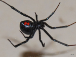 black spider shirts and pants