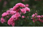 your all heathers :)