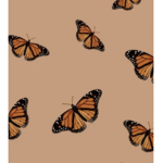 Aesthetics’s butterfly’s